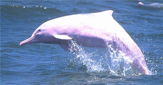 图片2：珠江口中华白海豚的外部形态.png
