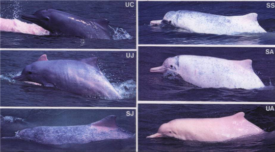 图片1：各个年龄阶段的中华白海豚.png