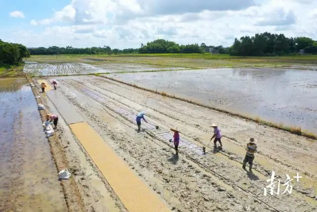 At five o'clock in the morning, the villagers started their day's work early. picture