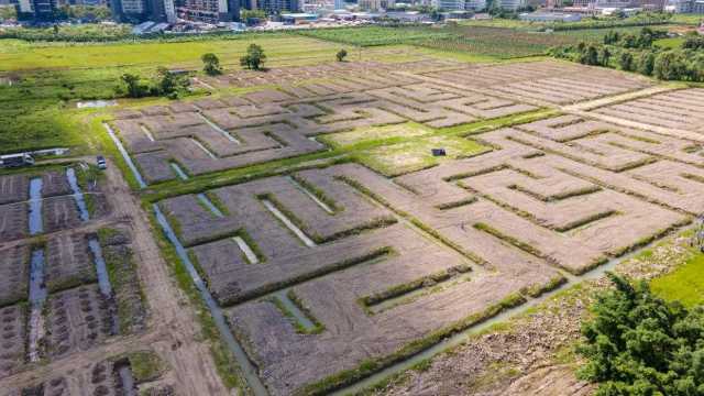 沃柑迷宫航拍图 