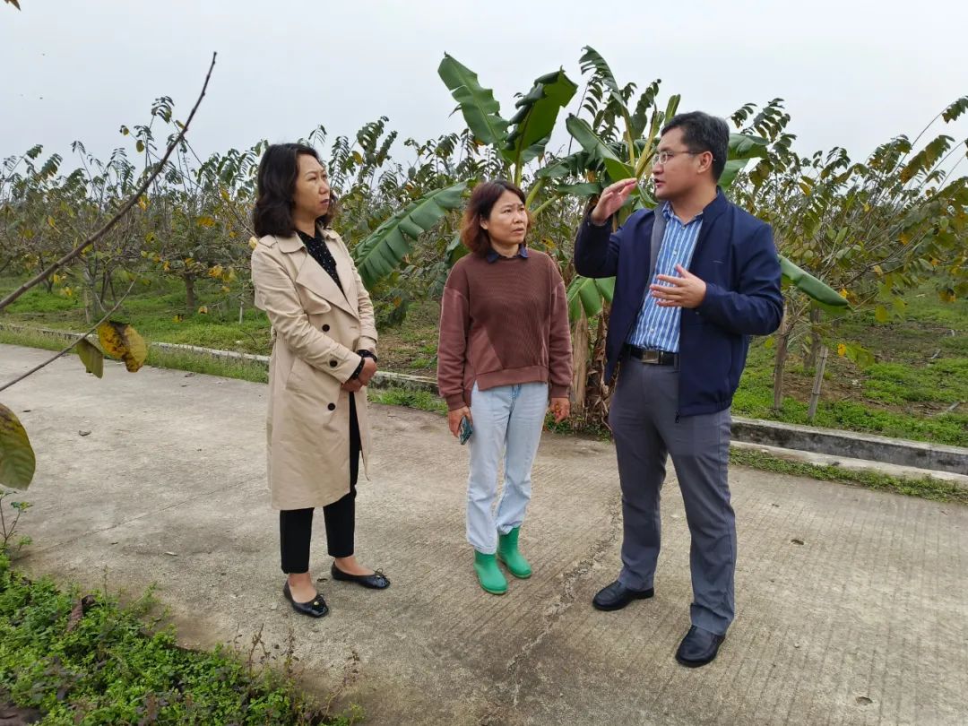 市委常委周宝珠到龙胜镇释迦果种植园调研