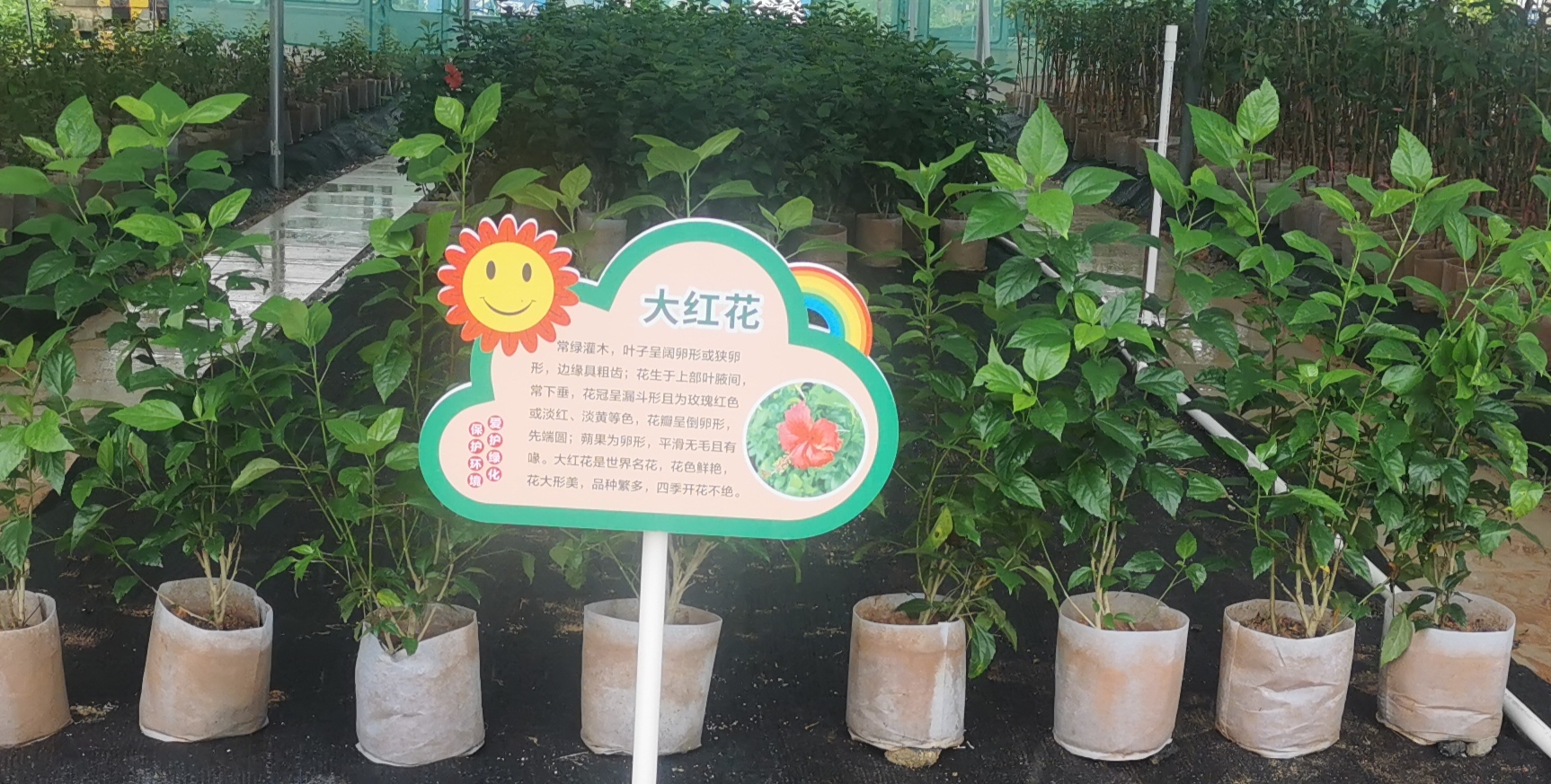 公路信息kp026-大红花培育后.jpg