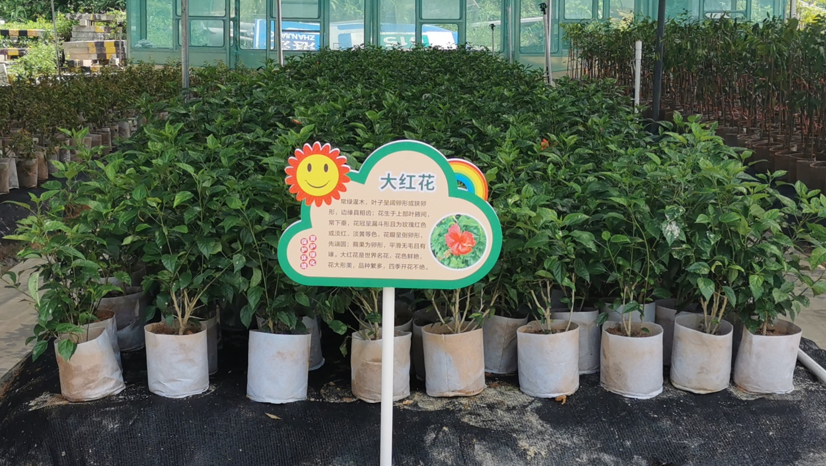 公路信息kp026-大红花培育前).jpg
