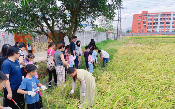 稻香金满仓 亲子共丰收 ——市农业农村局开展主题实践活动