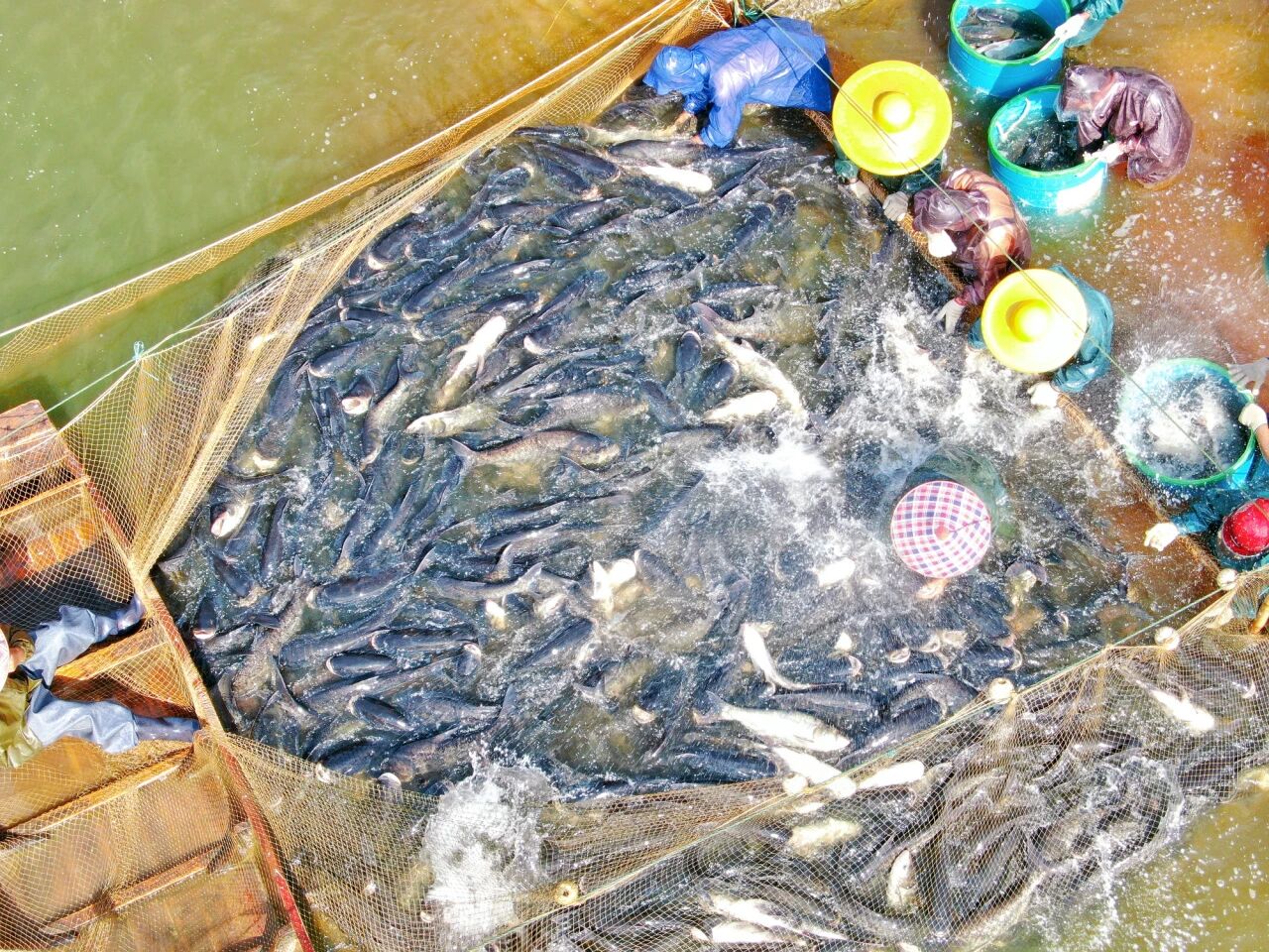 29-30日 禾海稻浪，“鱼”您相约！2025年大沙镇捕鱼周暨稻田丰收音乐会来啦！