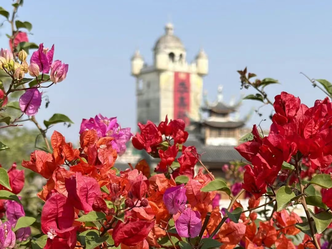 古镇与花海！赤坎冬日繁花绽放，侨乡美景当前