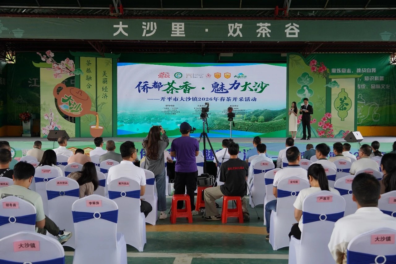 收获春天第一缕茶香！开平大沙镇春茶开采！