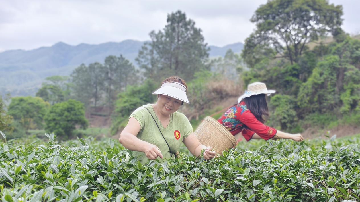 茶韵大沙·技兴乡村：开平市人社局联合大沙镇人民政府以技能为桥，铺就家门口的增收路