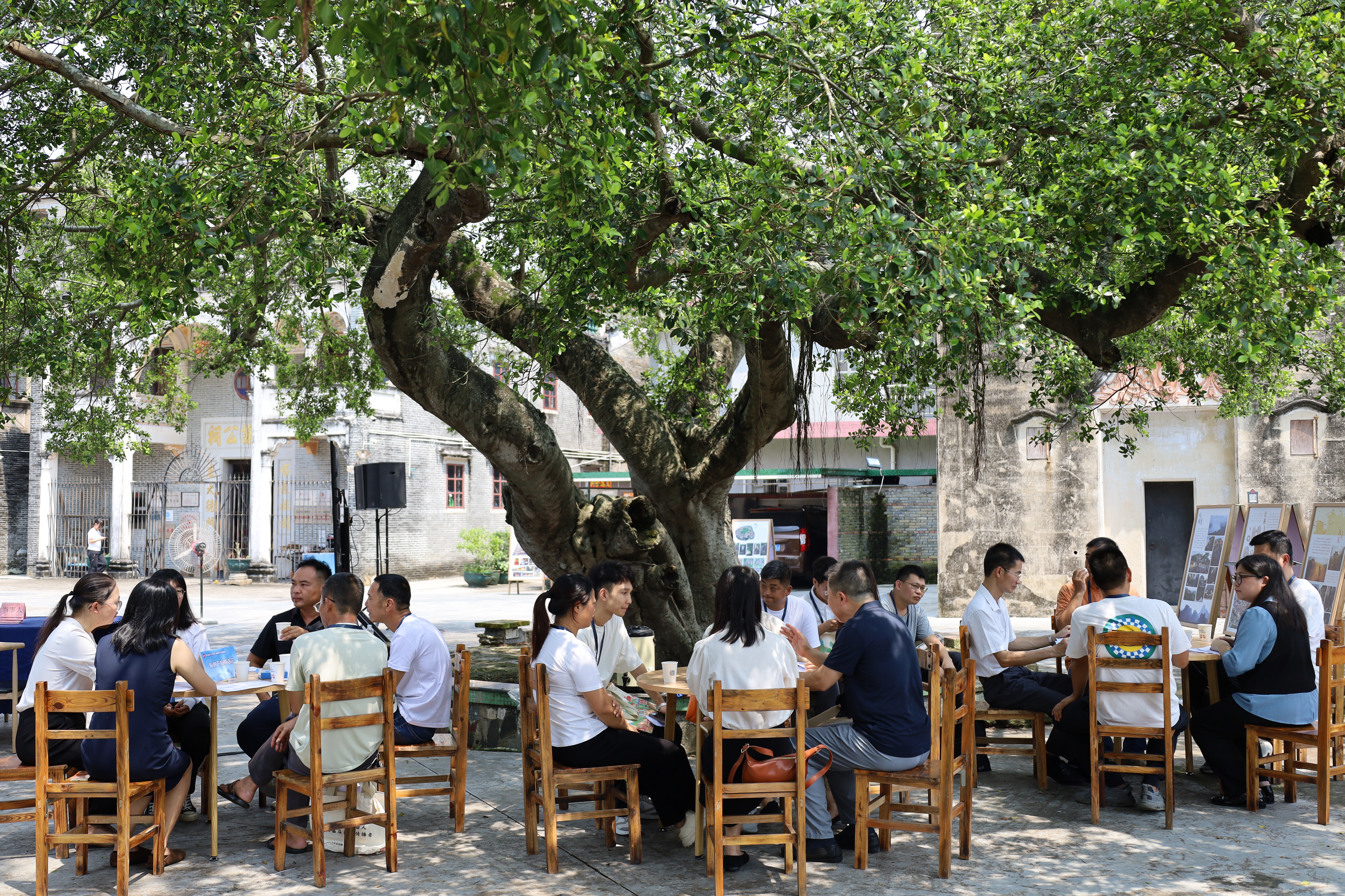 6.榕树下的茶话会.JPG
