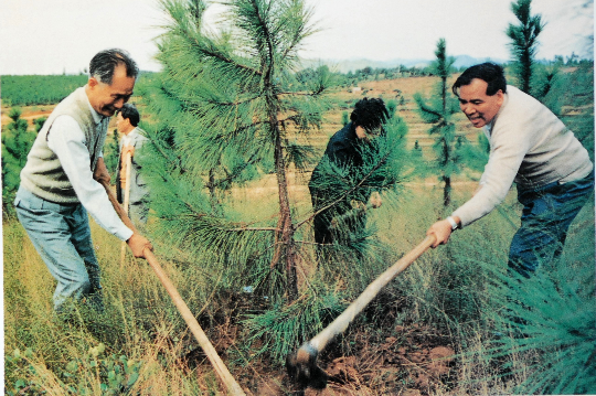 1989年省委书记林若(左一)在从化现水南村造林绿化点种树