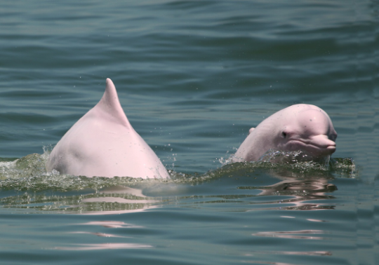 白海豚宣传活动,还开辟了"趣说白海豚""鲸豚大数据""巡航监管"等栏目