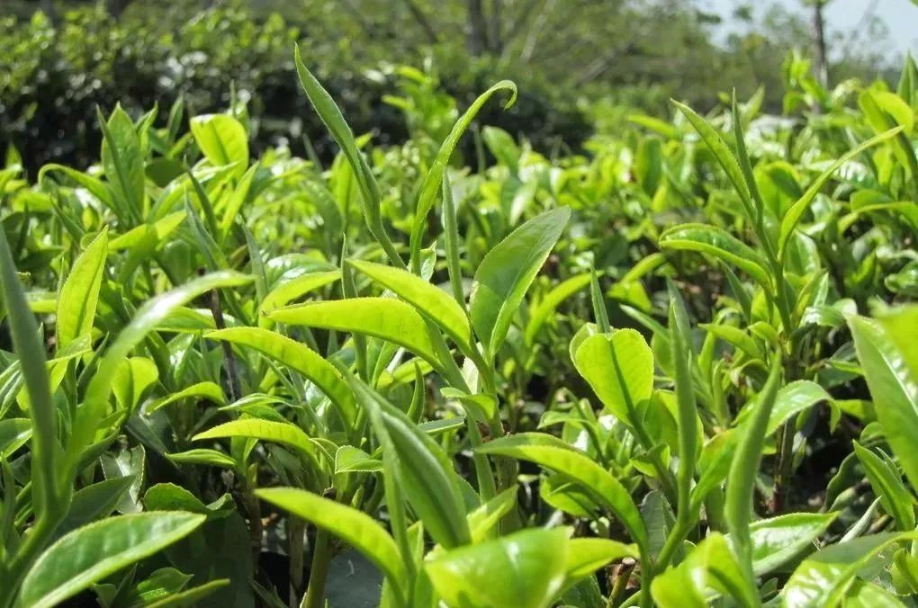 尖石大沙红茶生长于开平市大沙镇天露山山脚的岗坪村,这里终年古树